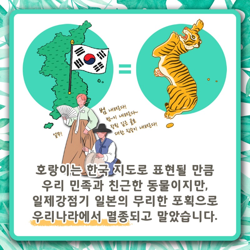 국제 호랑이의 날_05.jpg